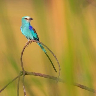 Abyssinian roller (Coracias abyssinica), Kuntaur rice fields, Kuntaur, South Bank, Gambia, Africa