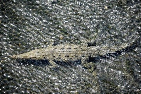 American crocodile (Crocodylus acutus) swimming in the water, from above, Rio Tarcoles, Carara