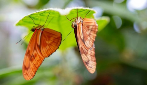 Torch butterfly (Dryas iulia moderata) two orange butterflies sitting on a leaf, Alajuela province,