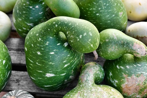 Green Kalebasse 'Speckled Swan' gourds