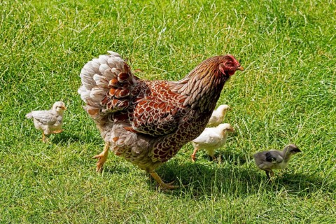 Chicken with chicks, Eime, Leinebergland, Lower Saxony, Germany, Europe