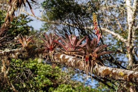 Bromeliads, vegetation in the cloud forest, mountain rainforest, Parque Nacional Los Quetzales,