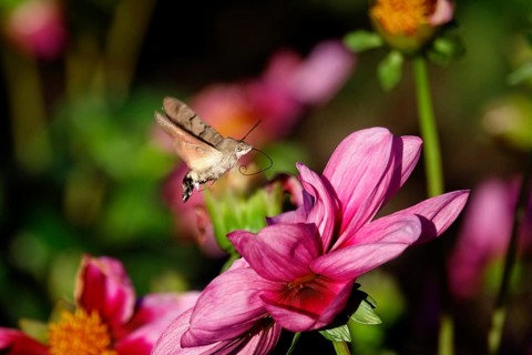 Hummingbird hawk-moth, October, Saxony, Germany, Europe