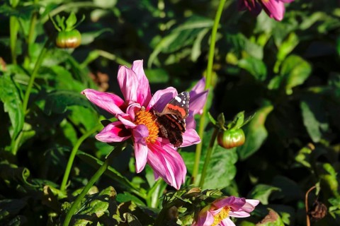 Admiral (Vanessa atalanta) on a dahlia, October, Germany, Europe