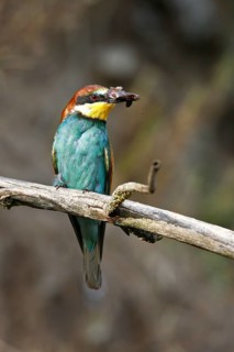 Bee-eater (Merops apiaster), bird on a perch with an insect in its beak, Salzlandkreis,