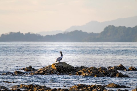 Brown pelican on the coast, Marino Ballena National Park, South Pacific beach and sea, Puntarenas