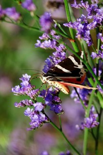 Spanish flag, (Euplagia quadripunctaria), summer, Saxony, Germany, Europe