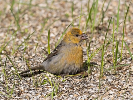 Pine Grosbeak (Pinicola enucleator), adult female, perched on the ground amongst sunflower seed