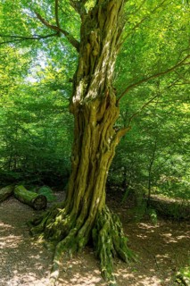 The Sababurg primeval forest, also known as the Reinhardswald primeval forest, is a nature and