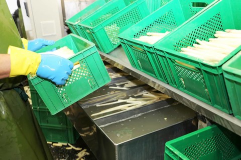 Agriculture asparagus washing and sorting with washing machine and sorting machine on a farm in