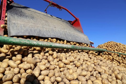 Agriculture potato harvesting with harvester (Mutterstadt, Rhineland-Palatinate)