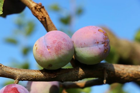 Ripe plums on the tree