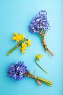 Spring snowdrop flowers bluebells, narcissus on blue pastel background. top view, flat lay, close