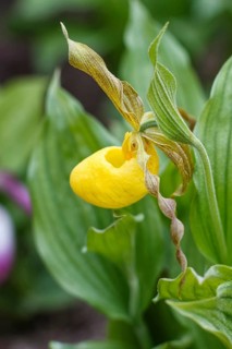 Beautiful orchids of different colors on green background in the garden. Lady's-slipper hybrids.