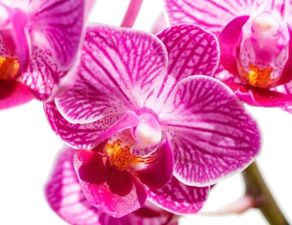Beautiful orchids of different colors on white and grey background. Phalaenopsis hybrids. Close up