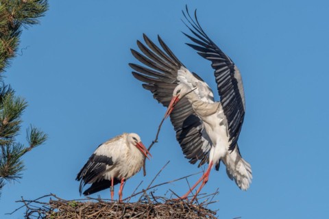 Pair of white stork (ciconia ciconia) building their nest in spring. Bas Rhin, Alsace, France,