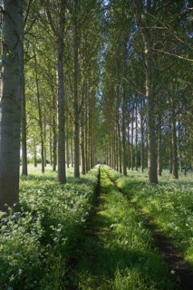 Common or Quaking Aspen trees (Populus) tremula, in a small plantation near Bures, Suffolk,