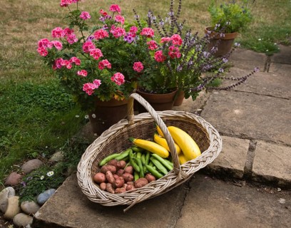 Wicker basket containing freshly grown vegetables, UK