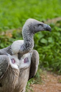 African white-backed vulture (Gyps africanus) close up portrait