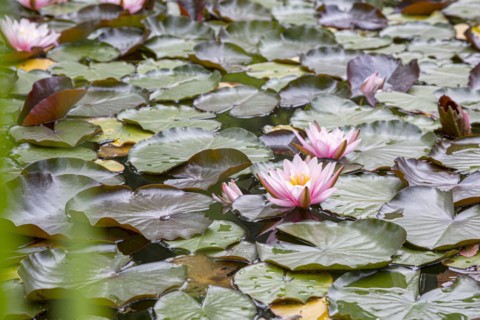 Water lilies (Nymphaeaceae) with pink flowers on a pond underlined by green leaves