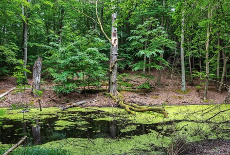 Landscape at Hellsee in Lanke, Bernau, Brandenburg, Germany, Europe