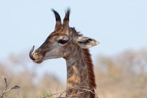 South African giraffe (Giraffa camelopardalis giraffa), young animal licking its lips, tongue out,