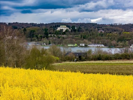 Flowering forsythia bushes, cultivation of a tree nursery, in Essen Fischlaken, in spring, March,