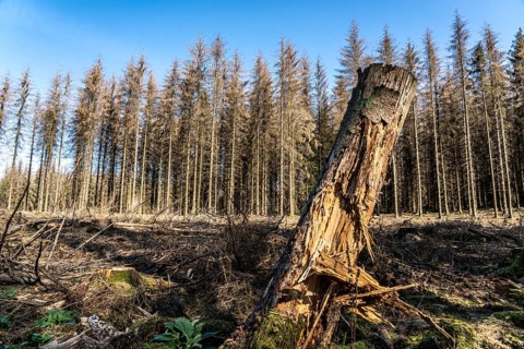 Forest dieback in Arnsberg Forest, northern Sauerland, dead spruce trees, partly cleared forest,