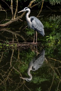 Grey heron in an oxbow lake of the Ruhr, in the Saarn-Mendener Ruhrauen, nature reserve, Mülheim an