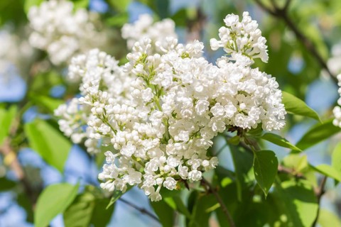 Blooming lilac in the botanical garden in spring