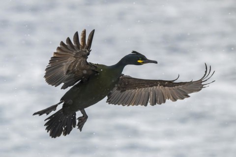 Common shag (Phalacrocorax aristotelis), flying in the snow, Hornoya Island, Hornøya, Vardø,