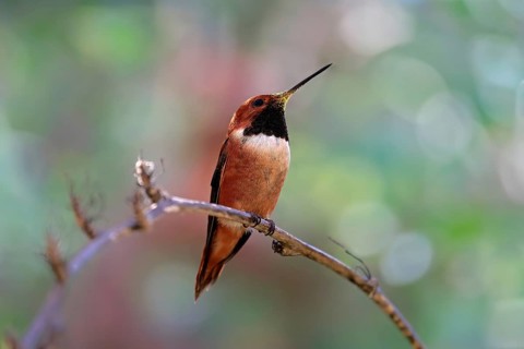 Rufous hummingbird (Selasphorus rufus), adult, male, perch, Sonoran Desert, Arizona, North America,