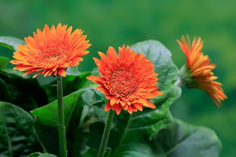 Gerbera (Gerbera), blooming, flowers, orange, Ellerstadt, Germany, Europe