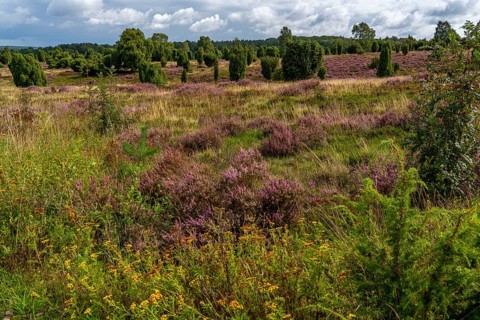 Flowering heath, heather and juniper bushes, near Wilseder Berg, in the Lüneburg Heath nature