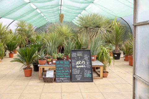 Urban Jungle plant nursery and cafe, Beccles, Suffolk, England, UK, Arid Tunnel