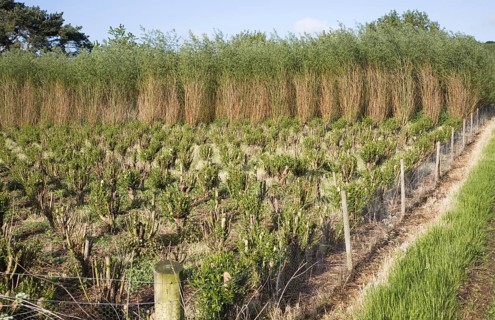 Set bed of cricket bat willow, Salix Alba Caerulea, which produces cuttings for new trees, near