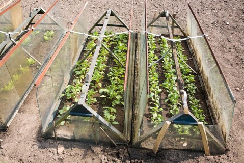Plants being grown in glass cold frame