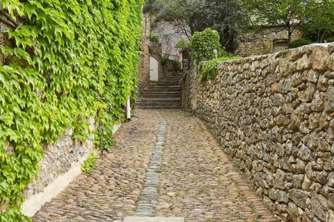 Path with treooe and walls with tricuspid vine (Parthenocissus tricuspidata) in La Roque-sur-Cèze,