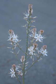 Small-fruited Affodil (Asphodelus aestivus), Affodill, Asphodelaceae, Asparagales, nature