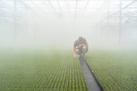Garden nursery, cuttings, heather, broom heather plants, Calluna vulgaris, in the propagation