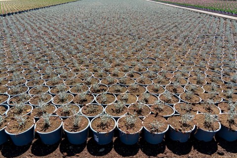 Horticultural business, greenhouse and open-air, various types of potted plants are grown here to