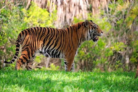 Sumatran Tiger (Panthera tigris sumatrae), adult male scenting, Sumatra