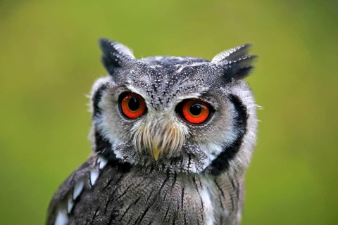 Southern tufted owl (Ptilopsis granti), adult portrait