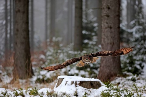 Eurasian Eagle-owl (Bubo bubo), adult flying in winter, in the snow, Zdarske Vrchy,