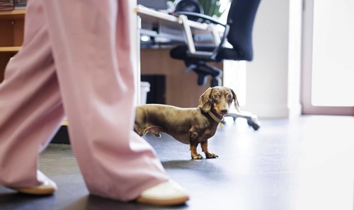 Topic: Animals in the office, Bonn, 09.09.2024