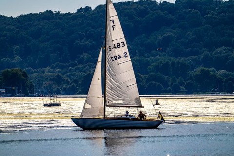 Green carpet of plants on Lake Baldeney in Essen, proliferating aquatic plant Elodea, waterweed, an