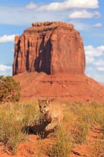 Cougar (Felis concolor), adult, rocks, alert, vigilant, Monument Valley, Utah, USA, North America