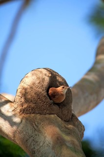Rusty dotterel (Furnarius rufus), adult, on tree, at nest, Pantanal, Brazil, South America