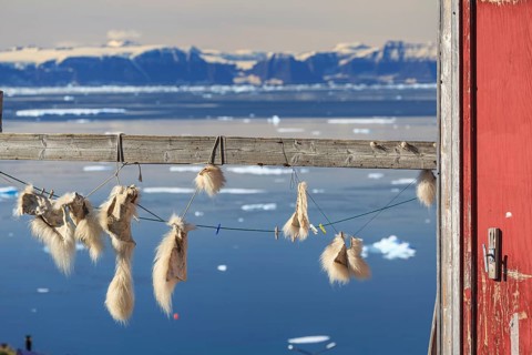 Pieces of fur of a polar bear hanging on a wooden pole, Inuit settlement at a fjord in front of