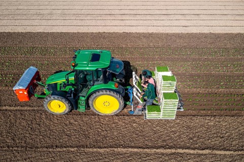 Agriculture, herb gardening, parsley is planted in rows in a field with a planting machine